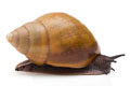 Achatina achatina depravata Ghana semiadult 8cm
